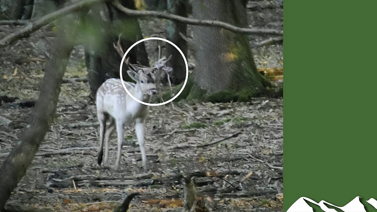Tangled Fallow Stalk: Why Deer Managers Are Important