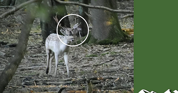 Tangled Fallow Stalk: Why Deer Managers Are Important