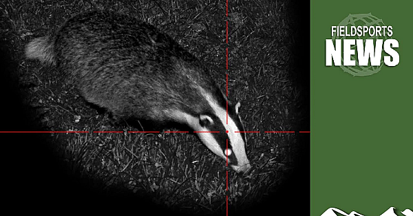Badger Cull Data Leak: What's Next And What Victims Should Do
