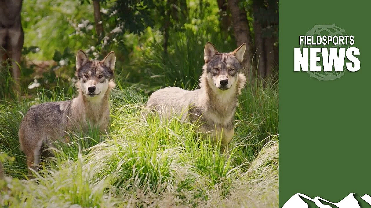 Why Rewilding Wolves In The Uk Is A Bad Idea