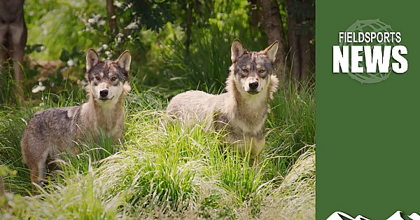 Why Rewilding Wolves In The Uk Is A Bad Idea