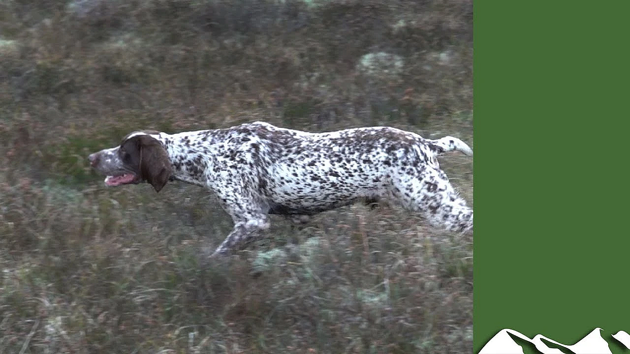 Irish Snipe Shooting