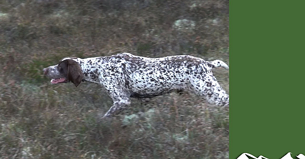 Irish Snipe Shooting