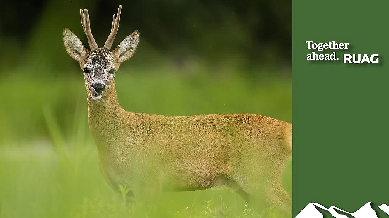 Wiltshire Double Roe Buck Fever