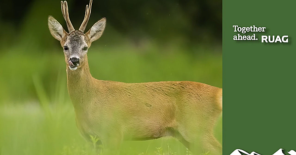 Wiltshire Double Roe Buck Fever