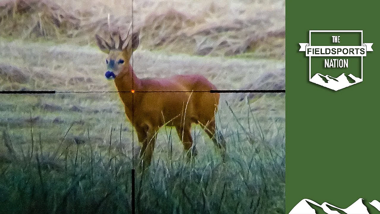 Wildlife Wonders: The British Roebuck Rut