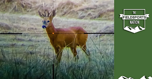 Wildlife Wonders: The British Roebuck Rut