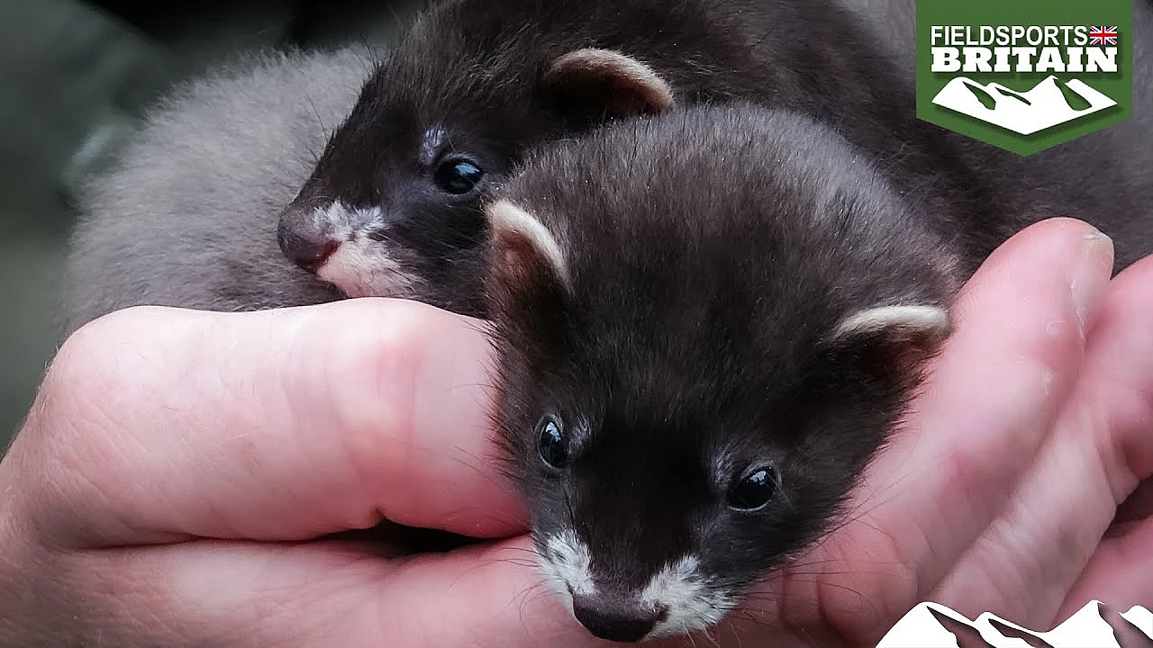 For The Love Of Ferrets