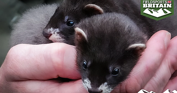 For The Love Of Ferrets