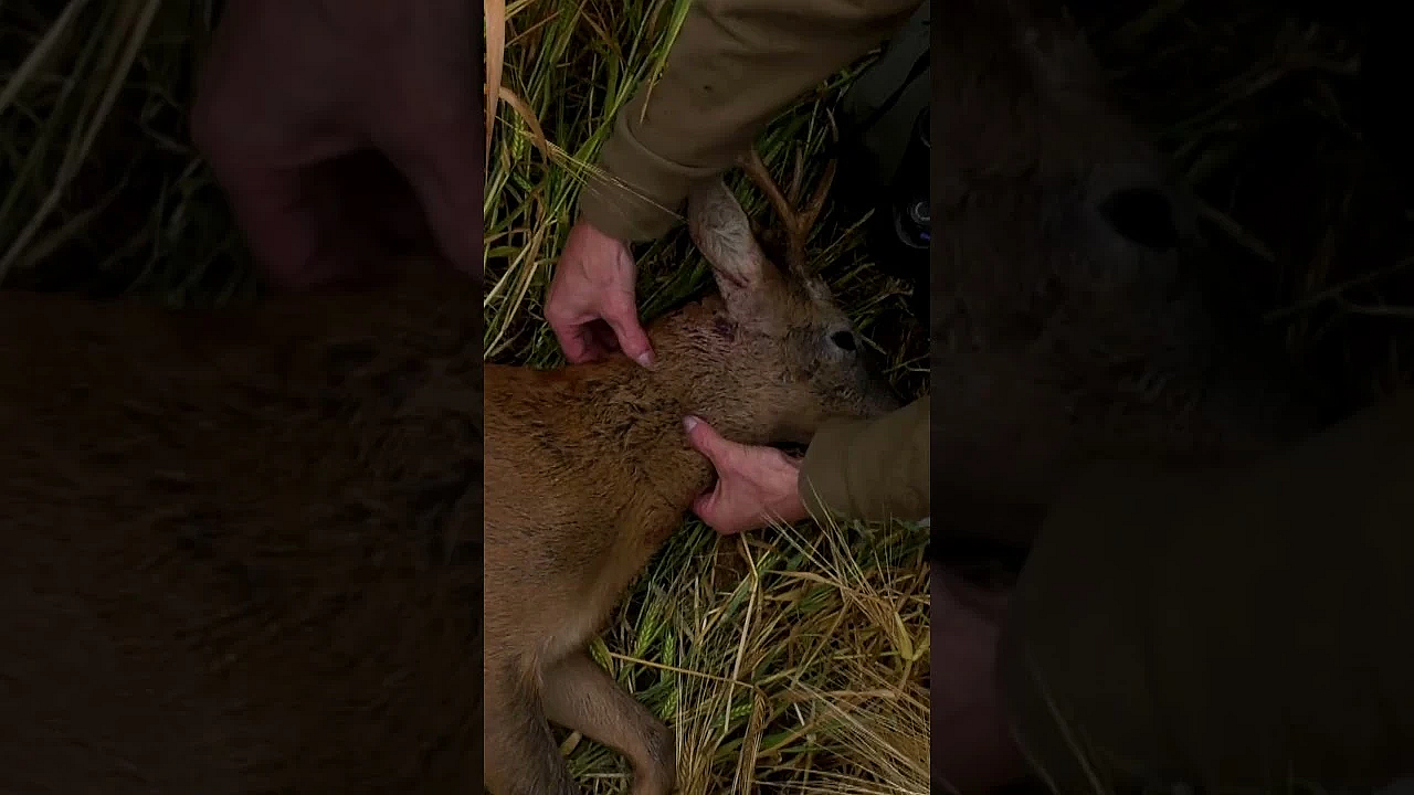 How To Shoot #deer  In High Crops