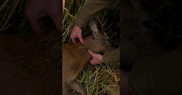 How To Shoot #deer  In High Crops