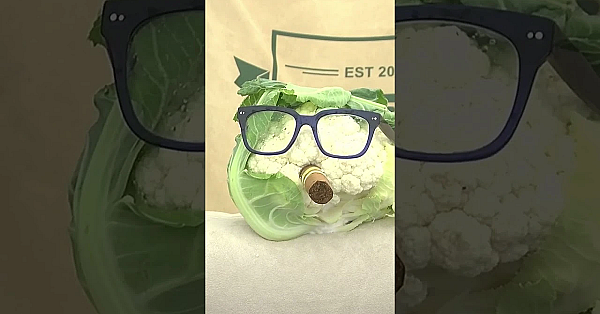 Thérèse Coffey Didn’t Even Turn Up (we Replaced Her With A Cauliflower)