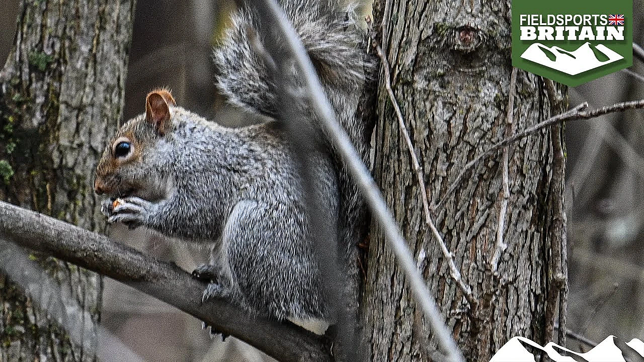 Grey Squirrel Tree Killers
