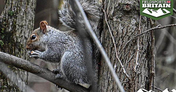 Grey Squirrel Tree Killers