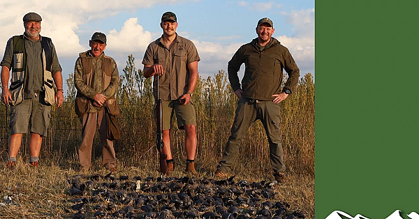 High Volume Rock Pigeon Shooting In South Africa