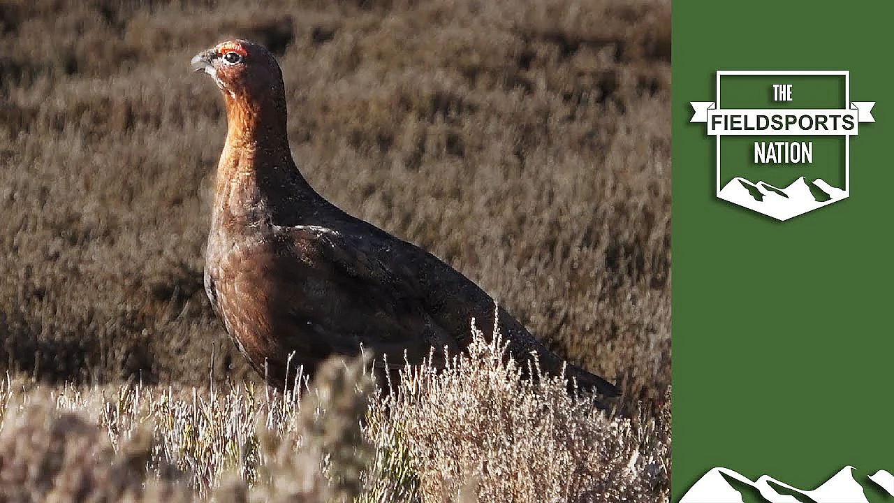 Natural England Red Tape Strangles Red Listed Birds