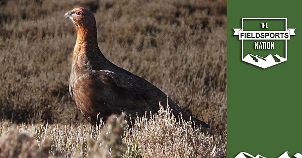 Natural England Red Tape Strangles Red Listed Birds