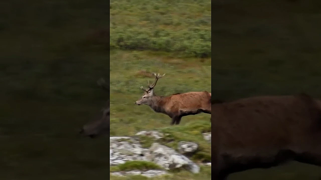 John Muir Trust Shoots £100k Worth Of Deer Out Of Season #fieldsportsbritain