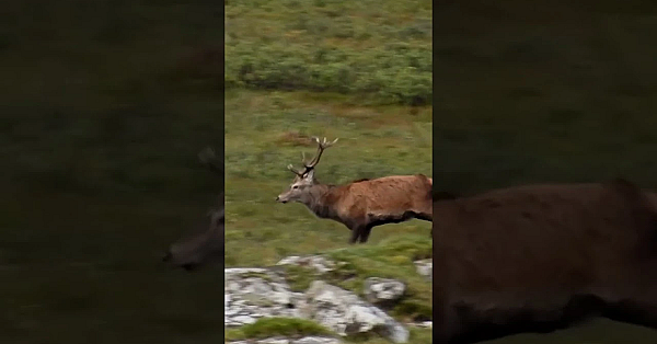 John Muir Trust Shoots £100k Worth Of Deer Out Of Season #fieldsportsbritain