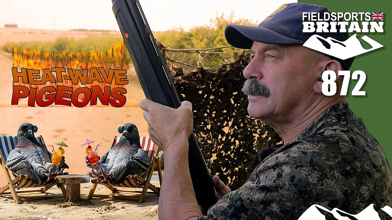 Fieldsports Britain – Heatwave pigeons
