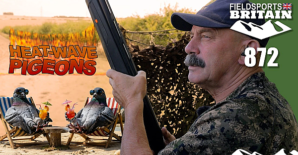 Fieldsports Britain – Heatwave pigeons