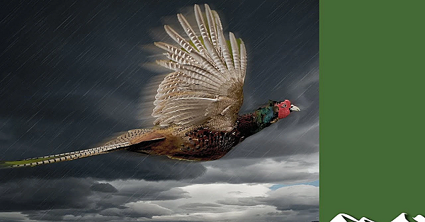 Stormy Dartmoor Pheasant Shoot