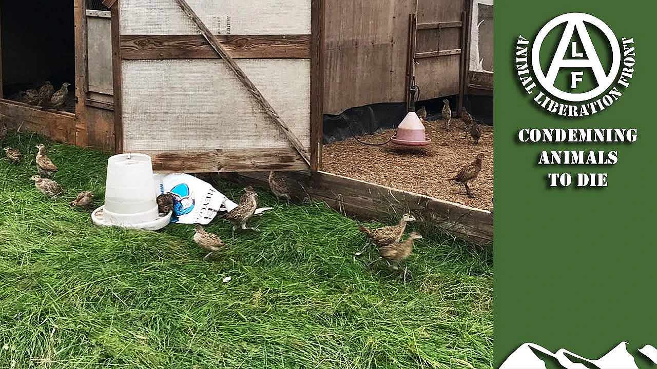 Animal Liberation Front Kills Thousands Of Pheasants