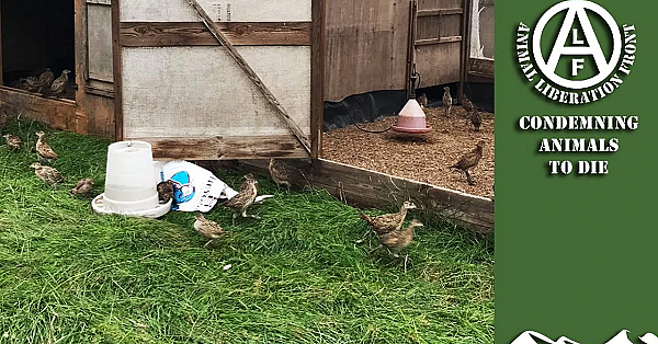 Animal Liberation Front Kills Thousands Of Pheasants