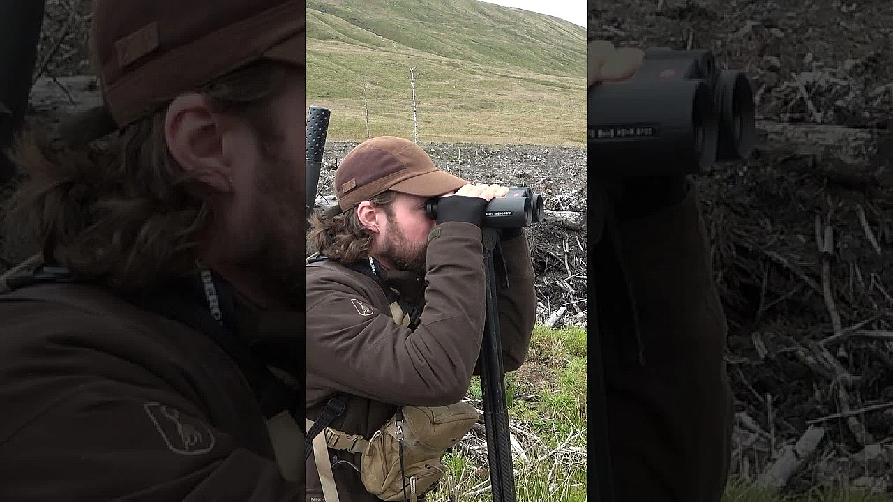 Can You Spot The Roe Deer?