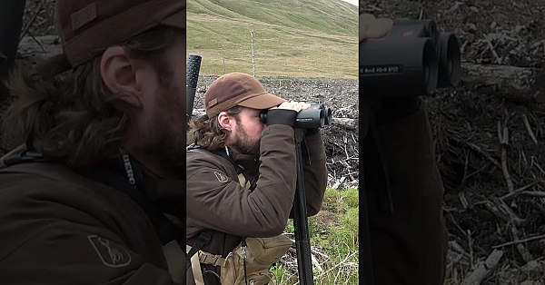 Can You Spot The Roe Deer?