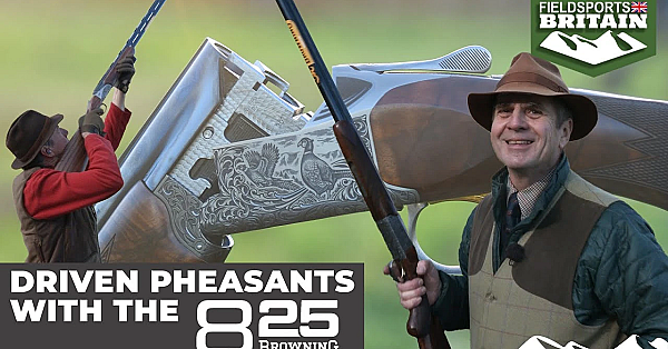 Driven Pheasants With The Browning 825