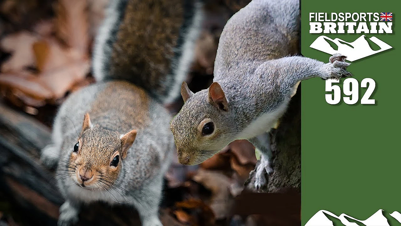 Fieldsports Britain - Dreys And Greys