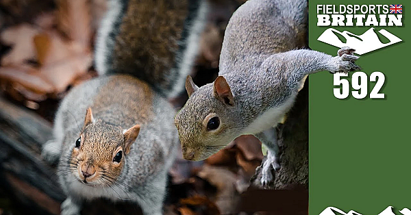 Fieldsports Britain - Dreys And Greys