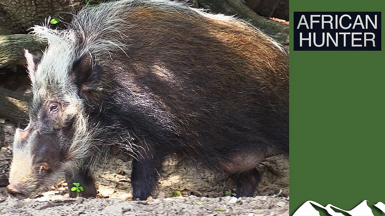 Bushpigs - African Hunter Episode 1