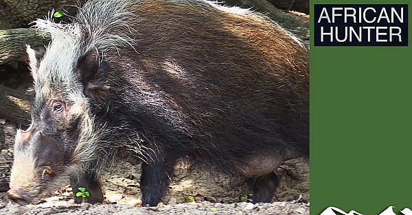 Bushpigs - African Hunter Episode 1