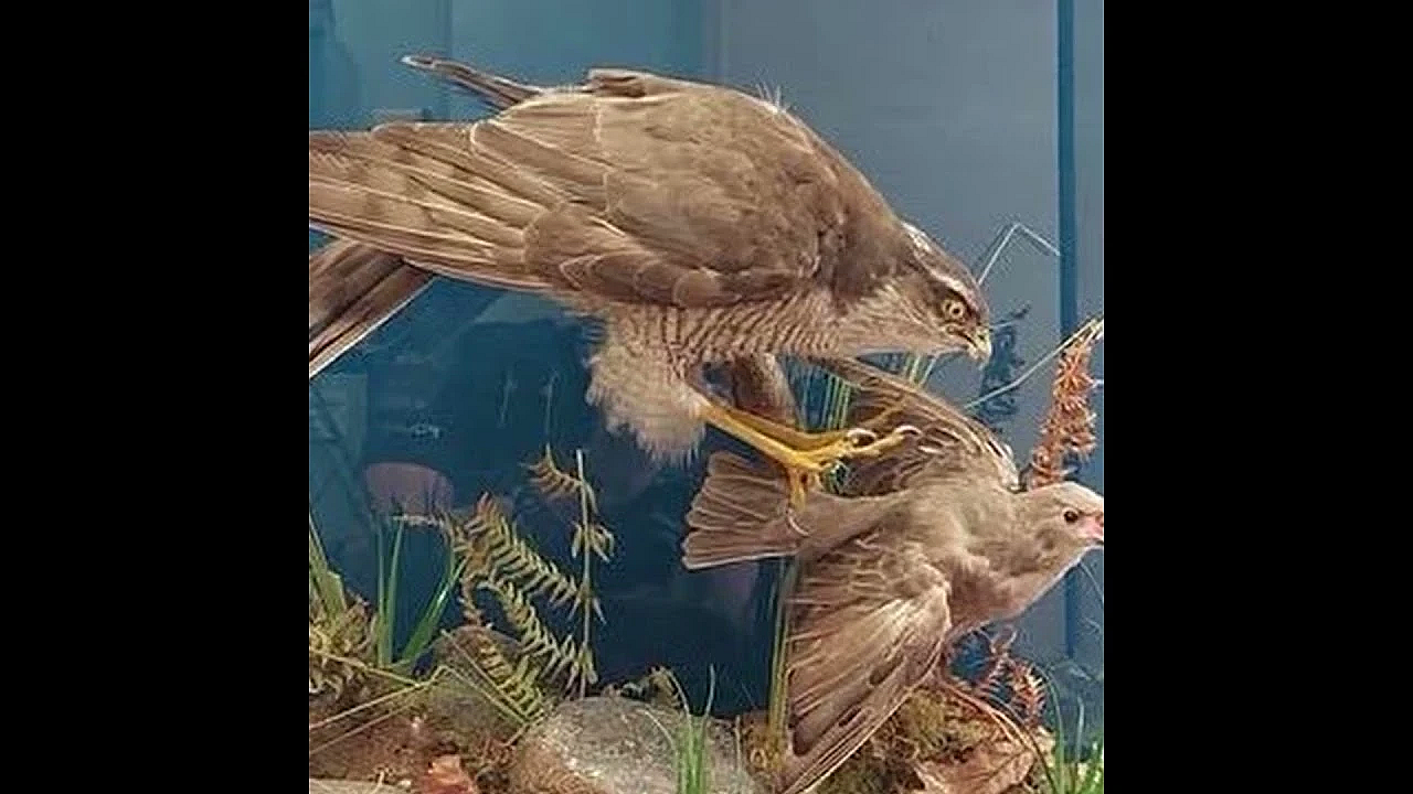 Police seize taxidermied goshawk offered for sale