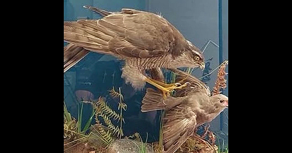 Police seize taxidermied goshawk offered for sale