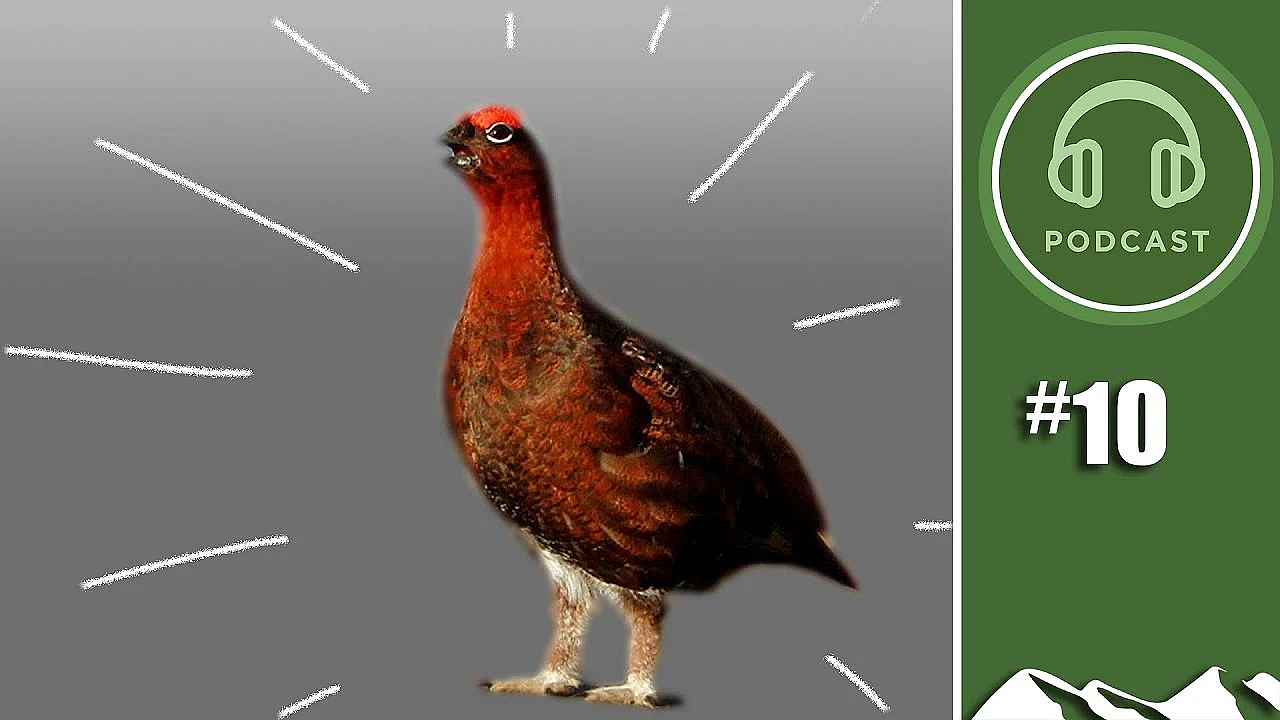 2019 Grouse Prospects - Fieldsportschannel Podcast Episode 10