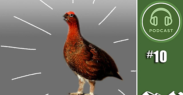 2019 Grouse Prospects - Fieldsportschannel Podcast Episode 10