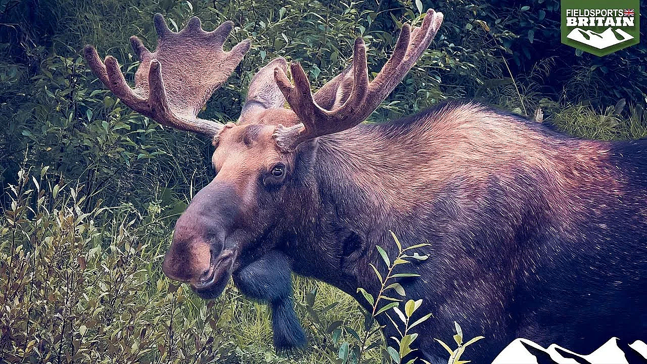 Calling Swedish Moose In The Rut