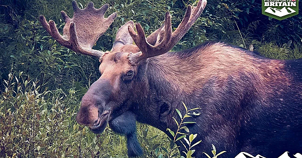 Calling Swedish Moose In The Rut
