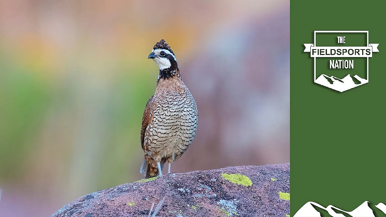 Quail Hunt Mind Scramble