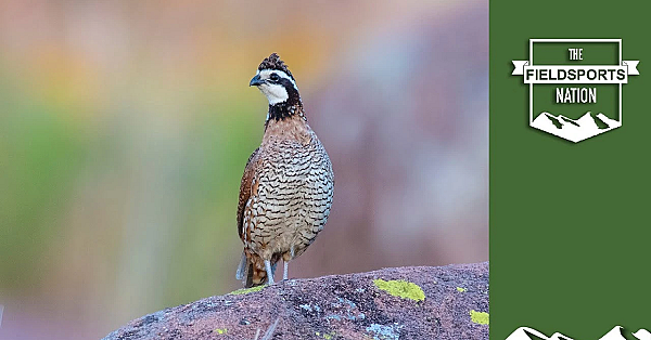 Quail Hunt Mind Scramble