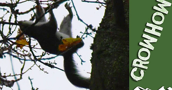 Slingshot Hunting Squirrels