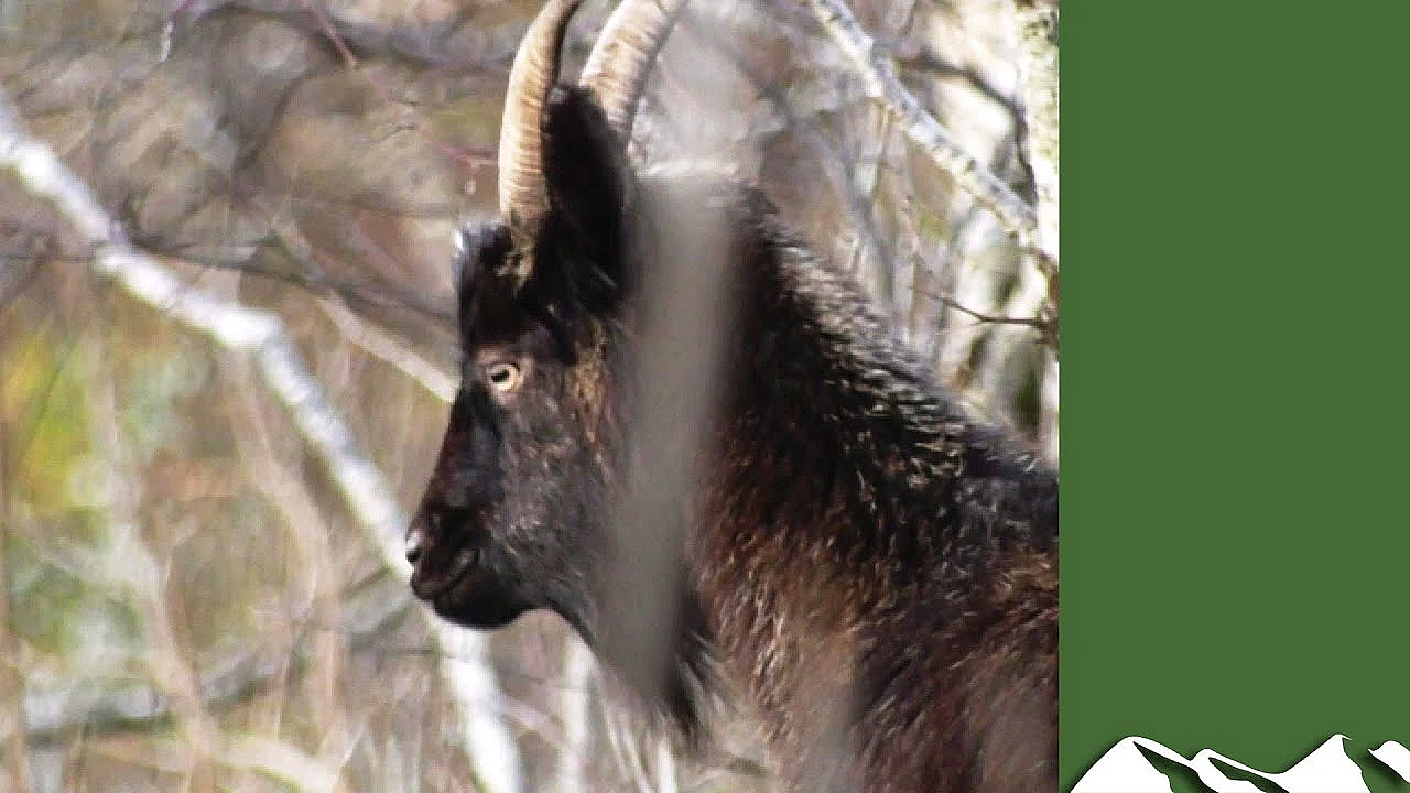 Shooting Scotland's Goats