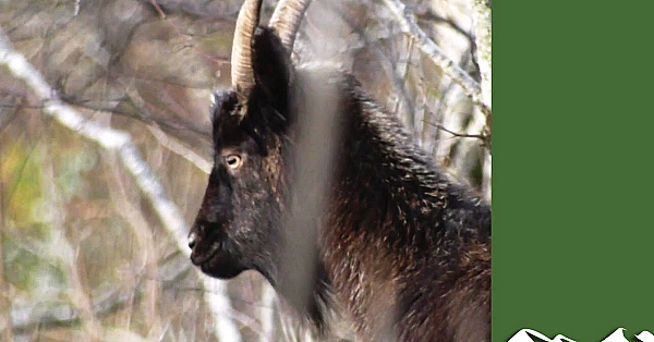 Shooting Scotland's Goats