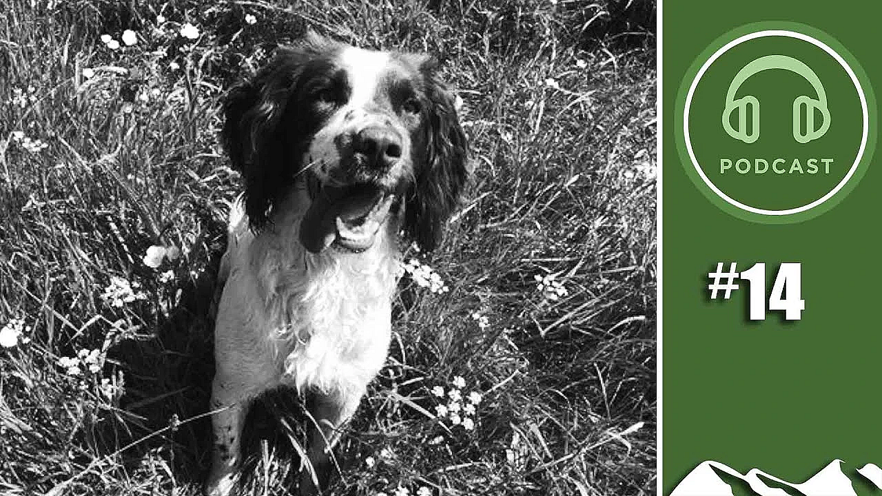 Tackling Dog Theft - Fieldsportschannel Podcast Episode 14