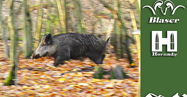 Driven Wild Boar: A Beginner's Guide