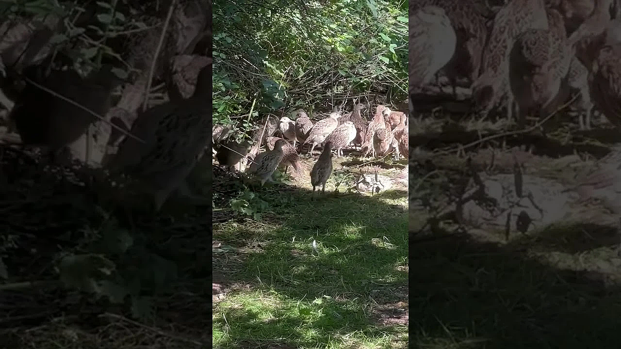 Basc Says The Situation Is 'catastrophic' For Many #gamekeepers