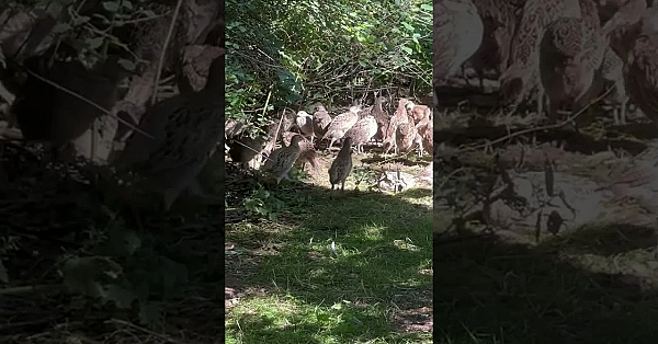 Basc Says The Situation Is 'catastrophic' For Many #gamekeepers